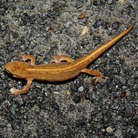 Lissotriton helveticus on RikenMon's Nature.Guide