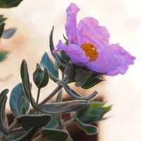 Cistus albidus on RikenMon's Nature.Guide