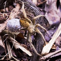 Cupiennius coccineus on RikenMon's Nature.Guide