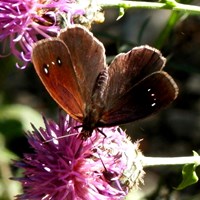 Minois dryas on RikenMon's Nature.Guide