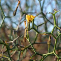 Launaea arborescens on RikenMon's Nature.Guide