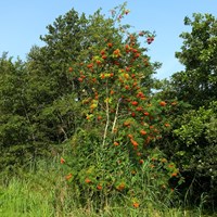 Sorbus aucuparia on RikenMon's Nature.Guide