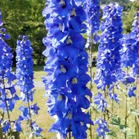 Delphinium elatum on RikenMon's Nature.Guide