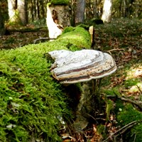 Fomes fomentarius  on RikenMon's Nature.Guide