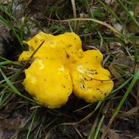 Cantharellus cibarius on RikenMon's Nature.Guide