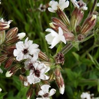 Silene latifolia on RikenMon's Nature.Guide