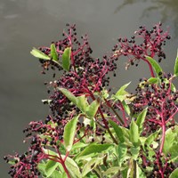 Sambucus nigra on RikenMon's Nature.Guide