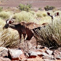 Tragelaphus strepsiceros on RikenMon's Nature.Guide