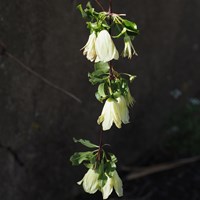 Clematis cirrhosa on RikenMon's Nature.Guide