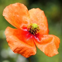 Papaver dubium on RikenMon's Nature.Guide