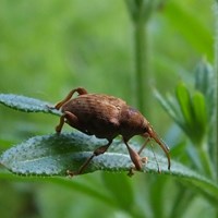 Curculio nucum on RikenMon's Nature.Guide