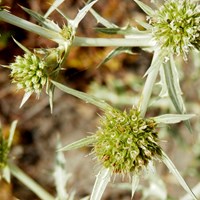 Eryngium campestre on RikenMon's Nature.Guide