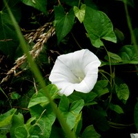 Convolvulus sepium on RikenMon's Nature.Guide