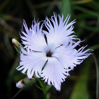 Dianthus gratianopolitanus on RikenMon's Nature.Guide