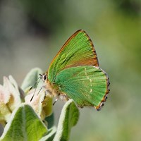 Callophrys rubi on RikenMon's Nature.Guide