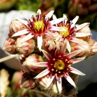 Sempervivum tectorum on RikenMon's Nature.Guide