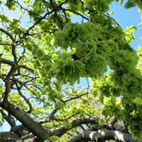 Ulmus glabra on RikenMon's Nature.Guide