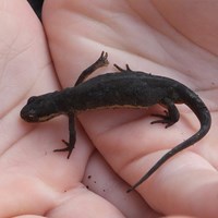 Triturus cristatus on RikenMon's Nature.Guide