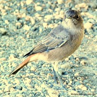 Cercomela familiaris on RikenMon's Nature.Guide
