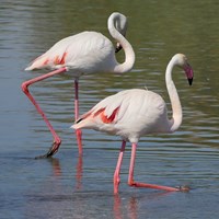 Phoenicopterus ruber on RikenMon's Nature.Guide
