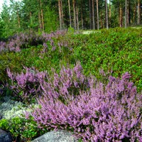 Calluna vulgaris Auf RikenMons Nature.Guide