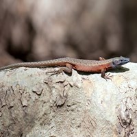 Algyroides nigropunctatus op RikenMon's Natuurgids