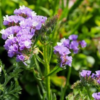Limonium sinuatum on RikenMon's Nature.Guide
