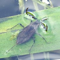 Nepa cinerea on RikenMon's Nature.Guide