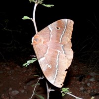 Gonimbrasia belina on RikenMon's Nature.Guide