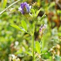 Medicago sativa on RikenMon's Nature.Guide