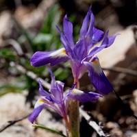 Gynandriris sisyrinchium on RikenMon's Nature.Guide