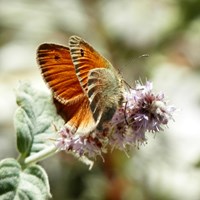 Coenonympha pamphilus on RikenMon's Nature.Guide