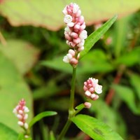 Polygonum persicaria on RikenMon's Nature.Guide
