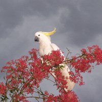 Cacatua galerita on RikenMon's Nature.Guide