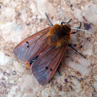 Phragmatobia fuliginosa on RikenMon's Nature.Guide