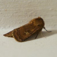 Diarsia brunnea on RikenMon's Nature.Guide