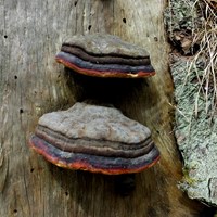 Fomitopsis pinicola on RikenMon's Nature.Guide
