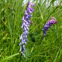 Vicia cracca on RikenMon's Nature.Guide