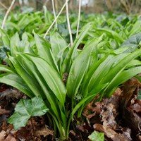 Allium ursinum on RikenMon's Nature.Guide