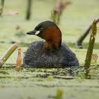 Tachybaptus ruficollis on RikenMon's Nature.Guide