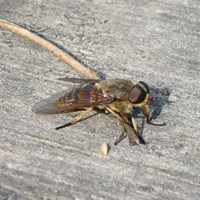 Tabanus bovinus on RikenMon's Nature.Guide
