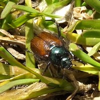 Phyllopertha horticola on RikenMon's Nature.Guide