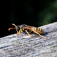 Polistes dominula on RikenMon's Nature.Guide