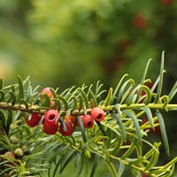 Taxus baccata on RikenMon's Nature.Guide