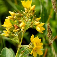Lysimachia vulgaris on RikenMon's Nature.Guide