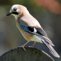 Garrulus glandarius on RikenMon's Nature.Guide