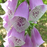 Digitalis purpurea on RikenMon's Nature.Guide
