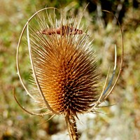 Dipsacus fullonum on RikenMon's Nature.Guide