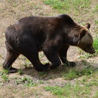 Ursus arctos on RikenMon's Nature.Guide