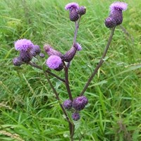 Cirsium arvense  on RikenMon's Nature.Guide